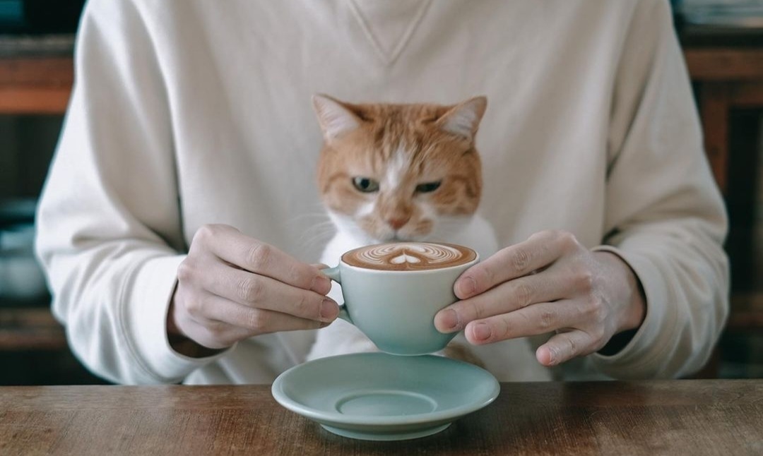 Bör katter dricka vanlig mjölk eller laktosfri mjölk?